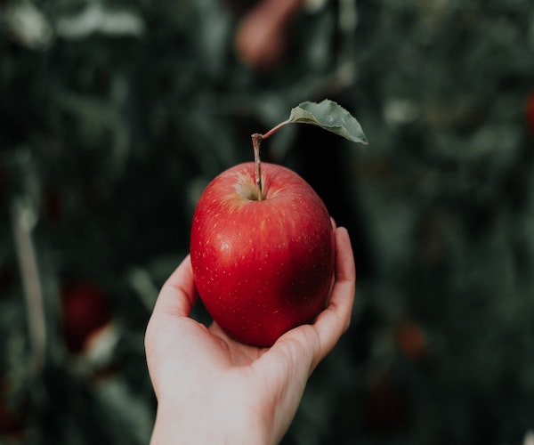 image of apple held by a person