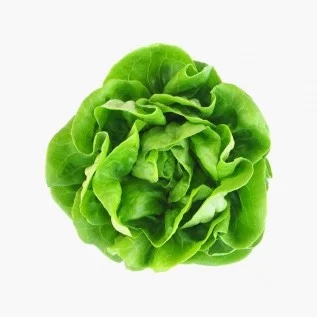 Image of Organic Lettuce